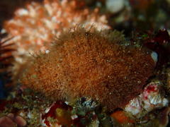 Nucella squamosa