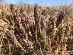 Chloropyron palmatum