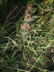 Liatris ligulistylis