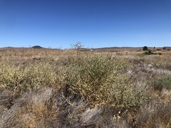 Atriplex argentea expansa
