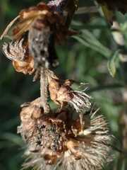 Liatris ligulistylis