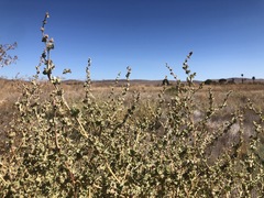 Atriplex argentea expansa