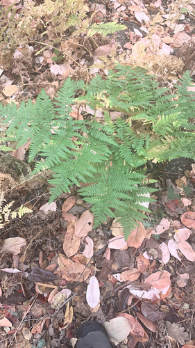 iNaturalist observation photo of common bracken