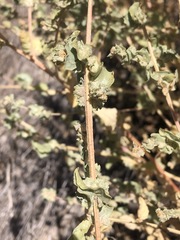 Atriplex argentea expansa