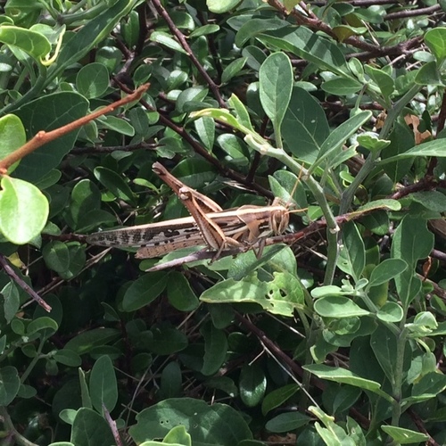 Cyrtacanthacridini image