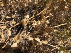 Atriplex argentea expansa