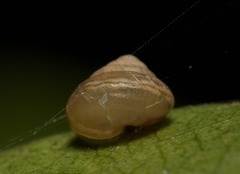 Kaliella