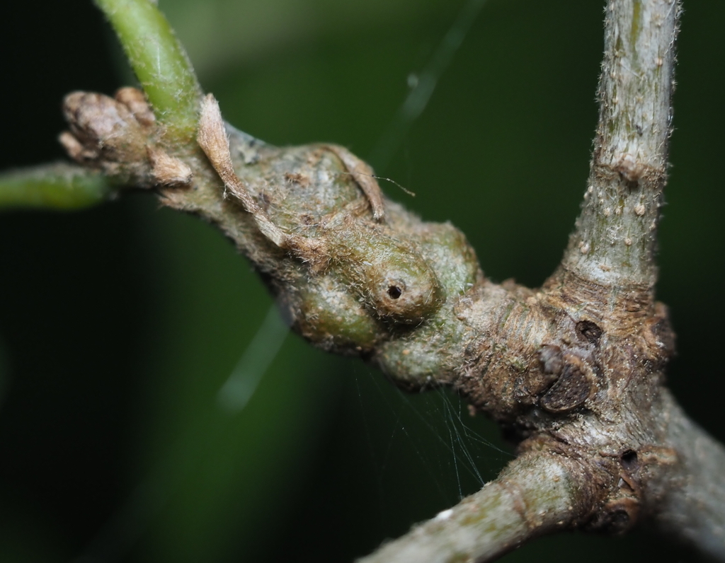 Callirhytis scitula