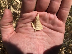 Atriplex argentea expansa