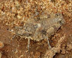 Chrotogonus hemipterus