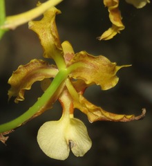 Oncidium lineoligerum