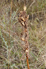Anacamptis pyramidalis
