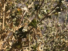 Atriplex argentea expansa