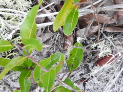 Anaxyrus quercicus image