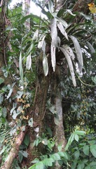 Oncidium lineoligerum