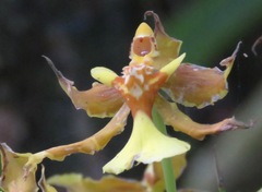 Oncidium lineoligerum