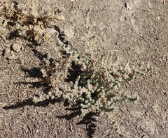 Atriplex minuscula