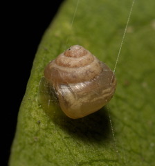 Kaliella