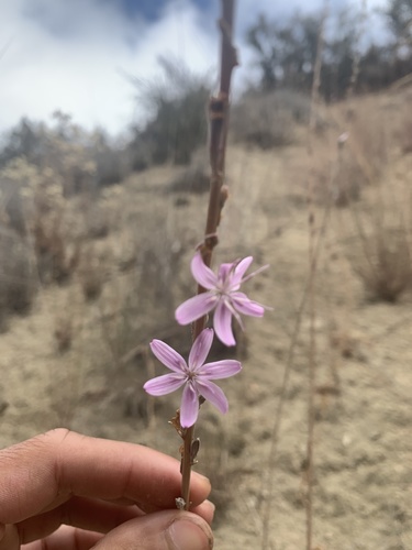 iNaturalist observation photo of Wirelettuces