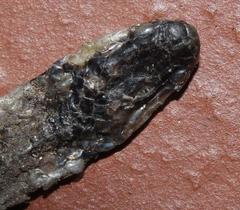 Aparallactus capensis capensis