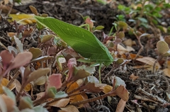 Microcentrum rhombifolium
