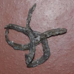 Aparallactus capensis capensis