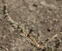 Atriplex minuscula