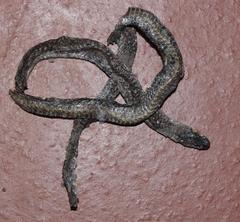 Aparallactus capensis capensis