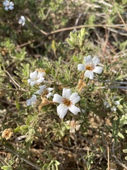 Petalidium aromaticum