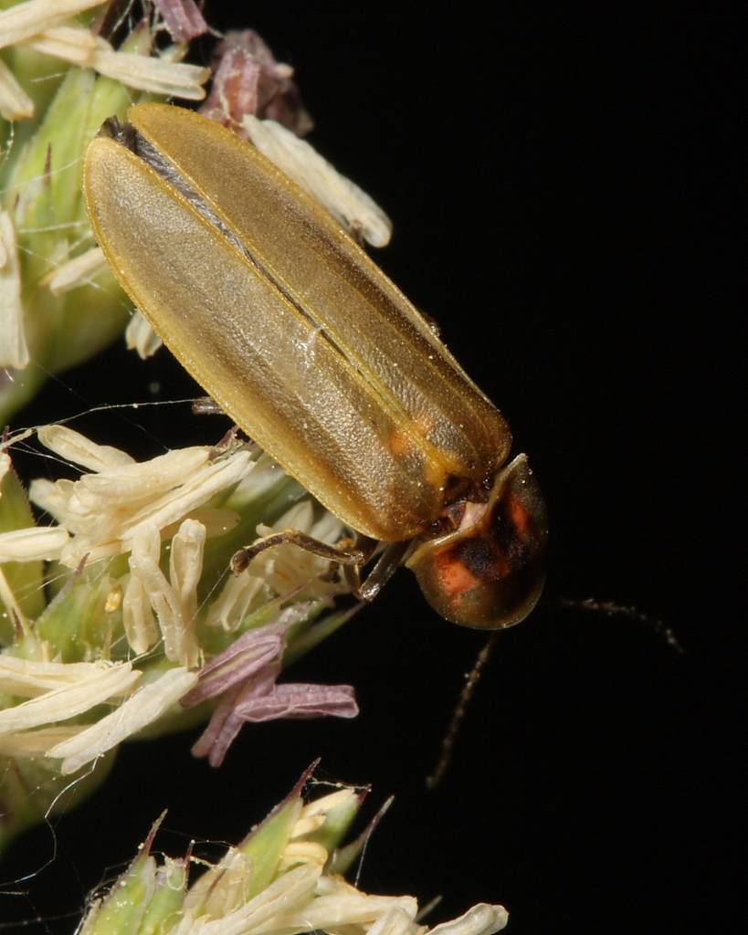 Marsh Gray Firefly