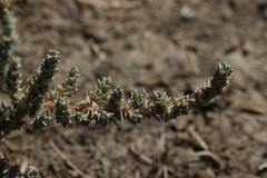 Atriplex minuscula