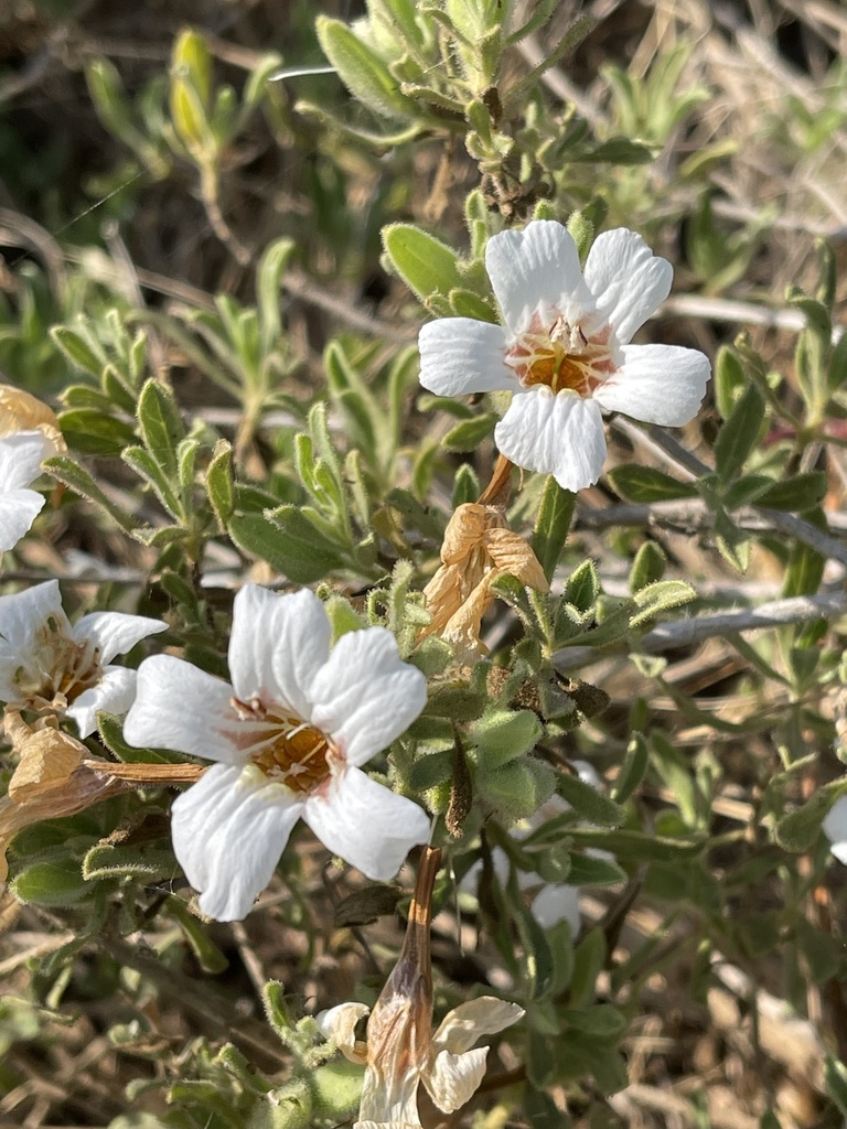 White petalbush