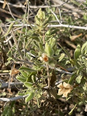 Petalidium aromaticum