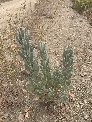 iNaturalist observation photo of Woolly Yerba Santa