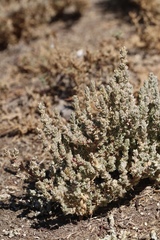 Atriplex minuscula