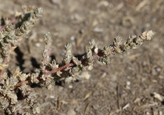 Atriplex minuscula