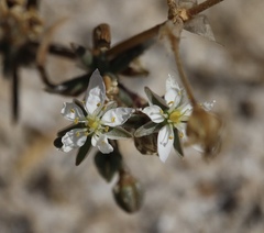 Spergularia macrotheca longistyla