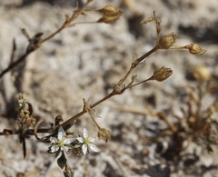 Spergularia macrotheca longistyla