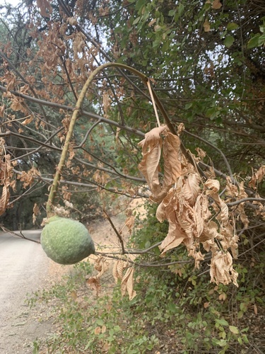 iNaturalist observation photo of California buckeye