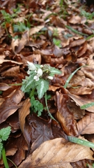 Lamium bifidum