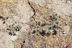 Atriplex fruticulosa