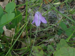 Campanula petiolata