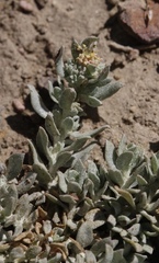 Atriplex fruticulosa