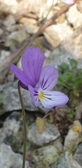 Viola hispida