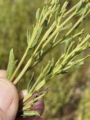 Baccharis sarothroides × pilularis