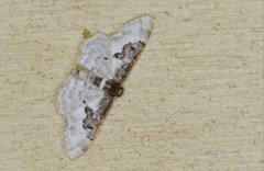 Idaea mustelata