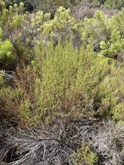 Baccharis sarothroides × pilularis