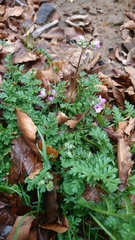 Erodium acaule