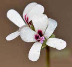 Pelargonium senecioides