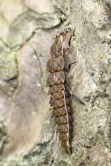 Pyractomena borealis